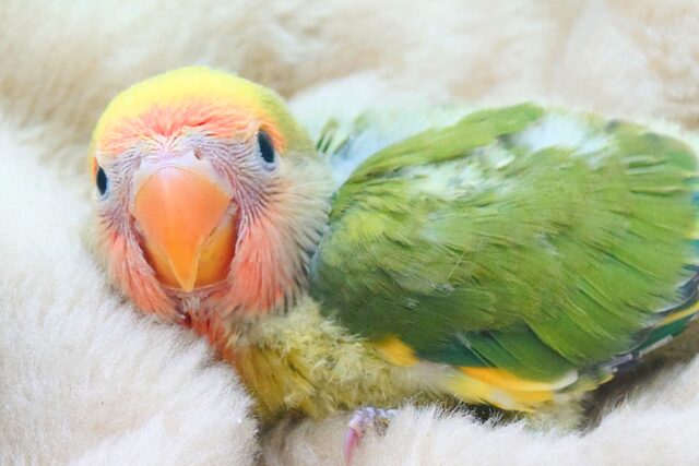 コザクラインコ（小桜インコ）