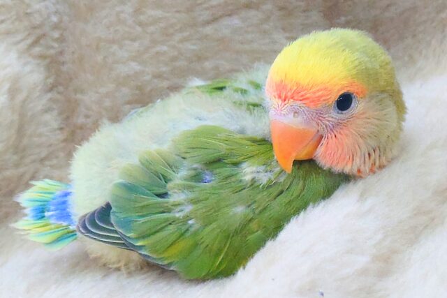 コザクラインコ（小桜インコ）