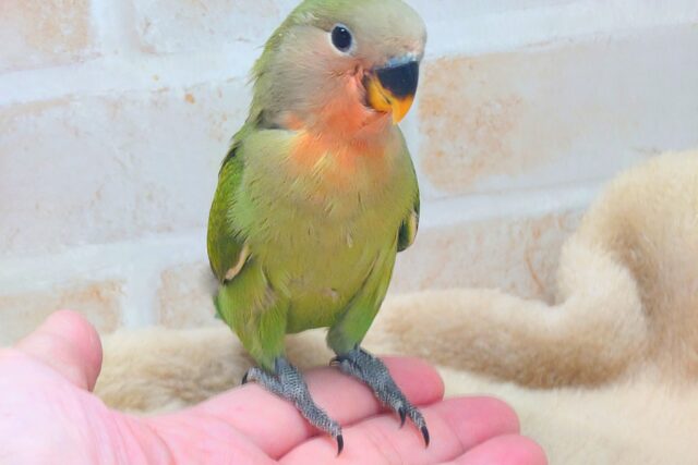 コザクラインコ（小桜インコ）