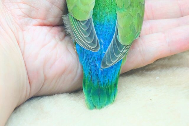 コザクラインコ（小桜インコ）