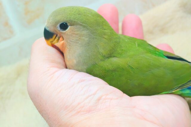 コザクラインコ（小桜インコ）