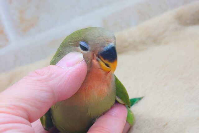 コザクラインコ（小桜インコ）