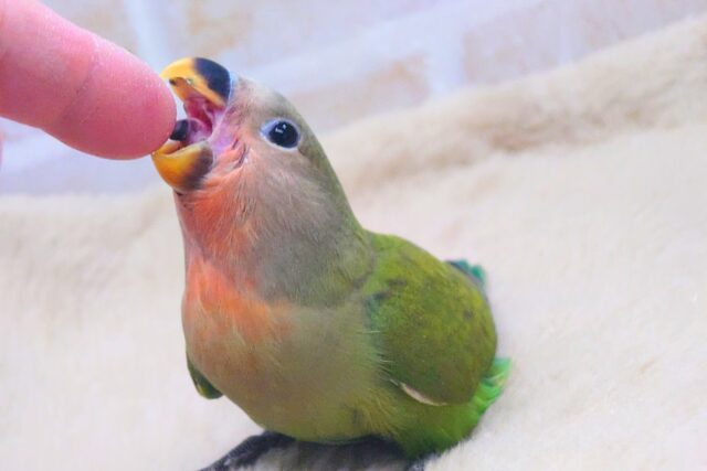 コザクラインコ（小桜インコ）