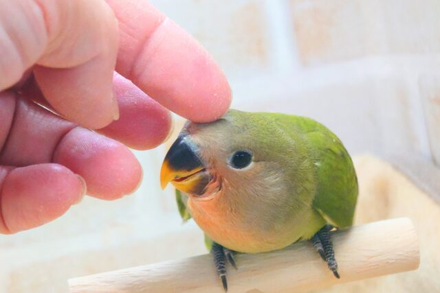 コザクラインコ（小桜インコ）