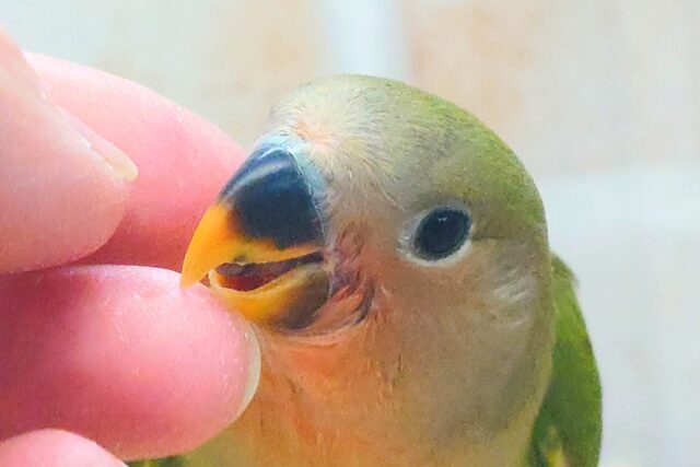 コザクラインコ（小桜インコ）