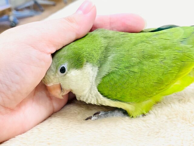 オキナインコ
