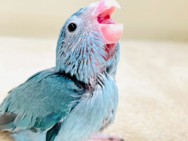 【最新画像】鮮やかブルーに目を奪われる〜👀✨️マメルリハ(ブルー)女の子 マメルリハ