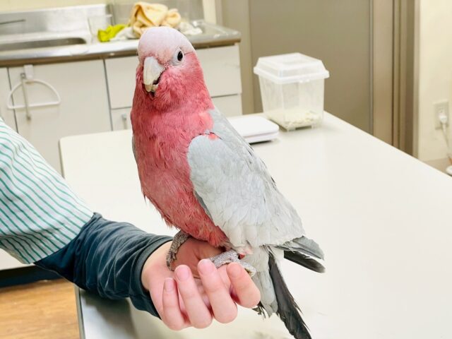 【最新画像更新🪄💫】ピンク色のラブリーボーイ登場🍑✨モモイロインコ(男の子) モモイロインコ