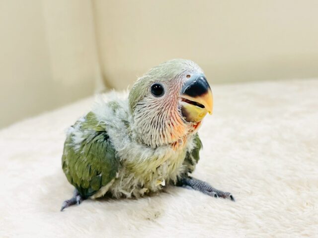 コザクラインコ（小桜インコ）