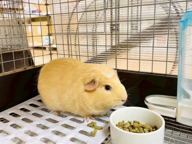 ロシアンモルモット