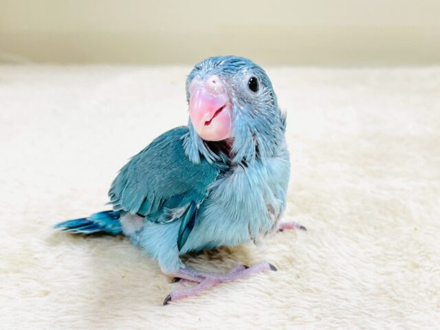 【最新画像】鮮やかブルーに目を奪われる〜👀✨️マメルリハ(ブルー)女の子 マメルリハ