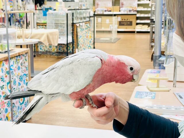 【最新画像更新🪄💫】ピンク色のラブリーボーイ登場🍑✨モモイロインコ(男の子) モモイロインコ