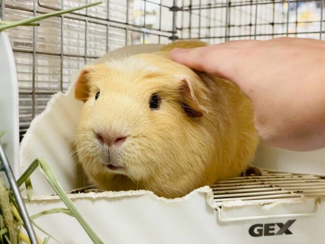 ロシアンモルモット