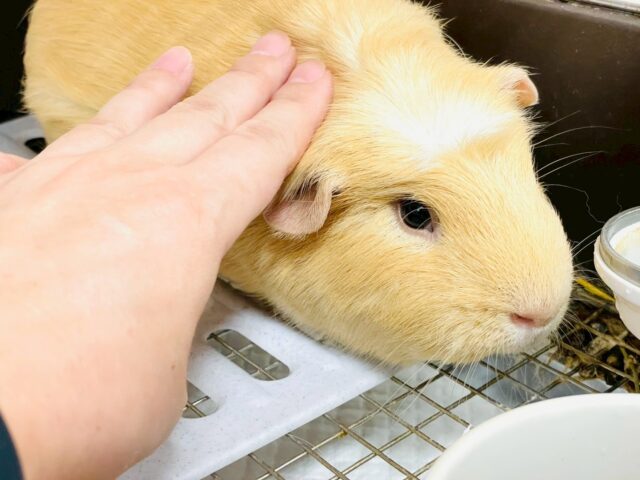 ロシアンモルモット