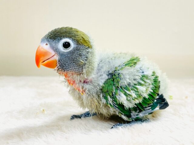 キエリボタンインコ