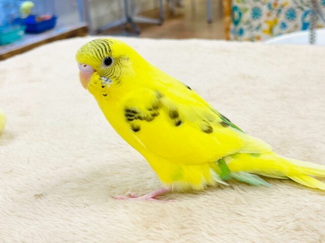 セキセイインコ