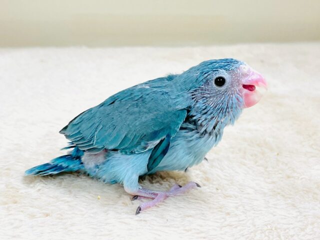 【最新画像】鮮やかブルーに目を奪われる〜👀✨️マメルリハ(ブルー)女の子 マメルリハ