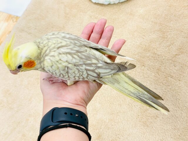 オカメインコ