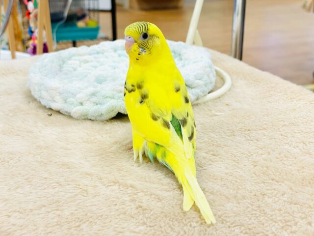 セキセイインコ