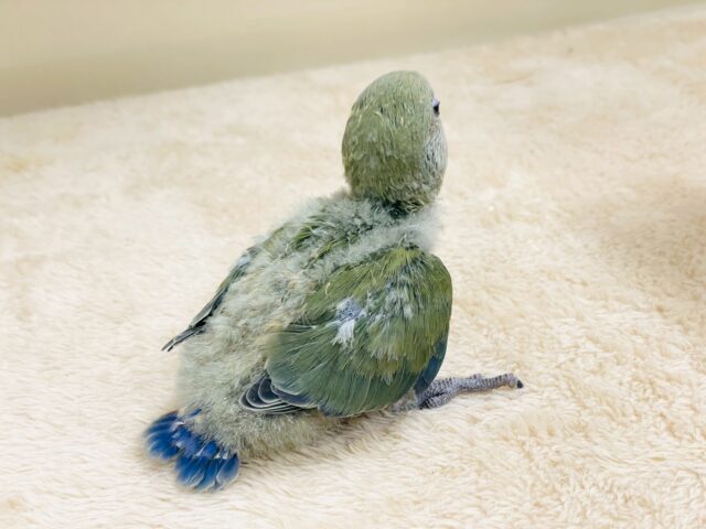 コザクラインコ（小桜インコ）