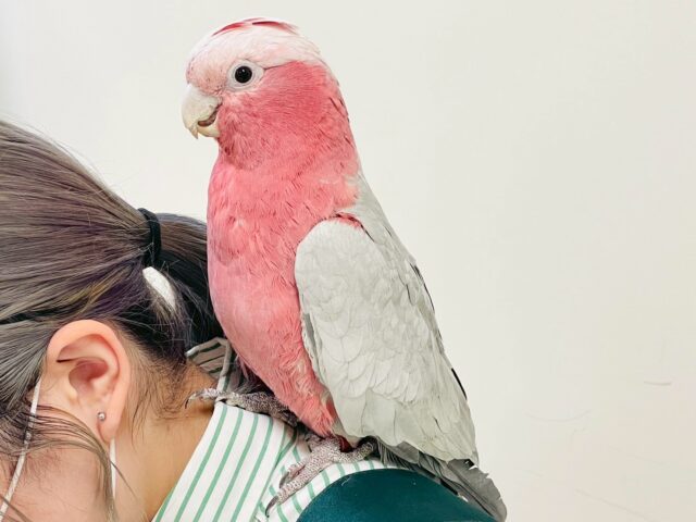 【最新画像更新🪄💫】ピンク色のラブリーボーイ登場🍑✨モモイロインコ(男の子) モモイロインコ