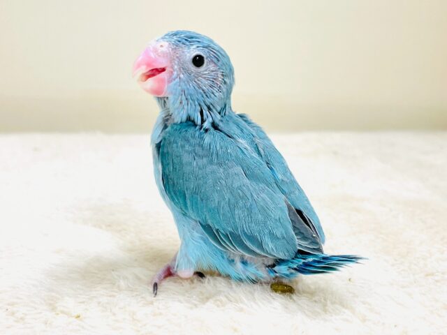 【最新画像】鮮やかブルーに目を奪われる〜👀✨️マメルリハ(ブルー)女の子 マメルリハ