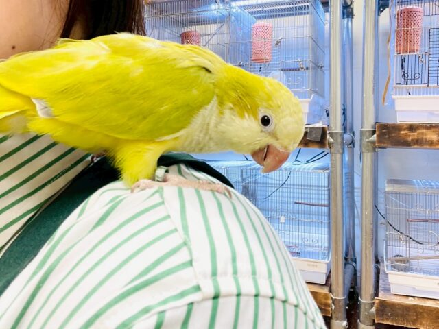 オキナインコ