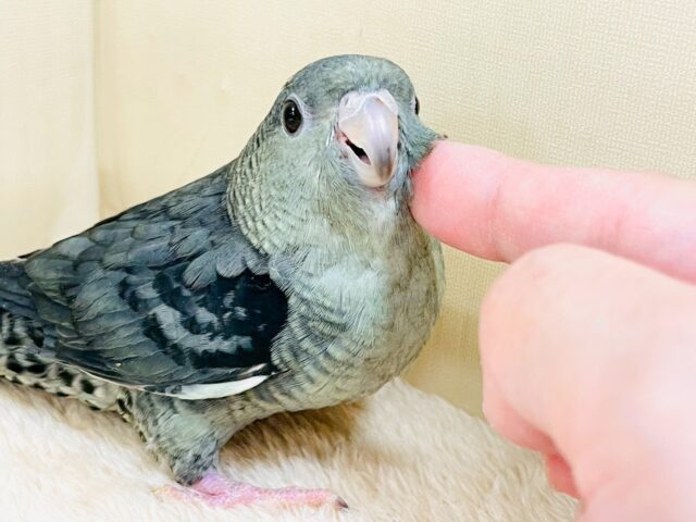 サザナミインコ