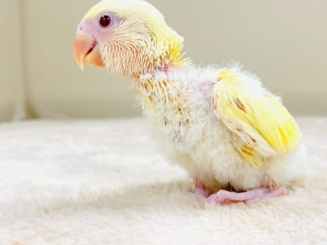 【最新画像🪄︎︎💫ひな餌卒業】赤い瞳とクリームカラーの奇跡のマッチ❣️コザクラインコ(クリームルチノー) コザクラインコ(小桜インコ)