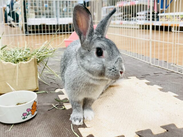 ミニウサギ