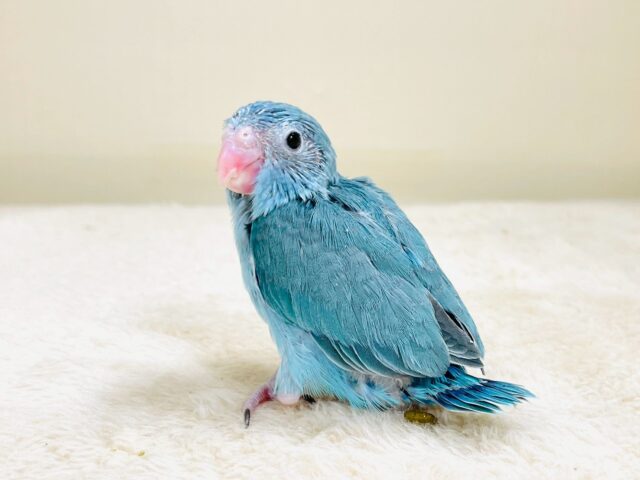 【最新画像】鮮やかブルーに目を奪われる〜👀✨️マメルリハ(ブルー)女の子 マメルリハ