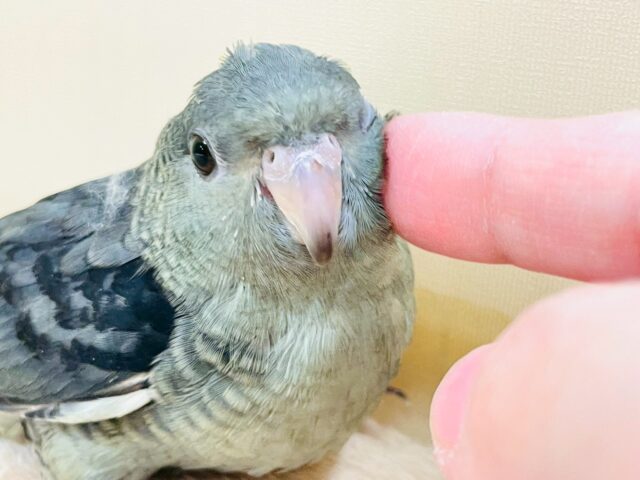 サザナミインコ