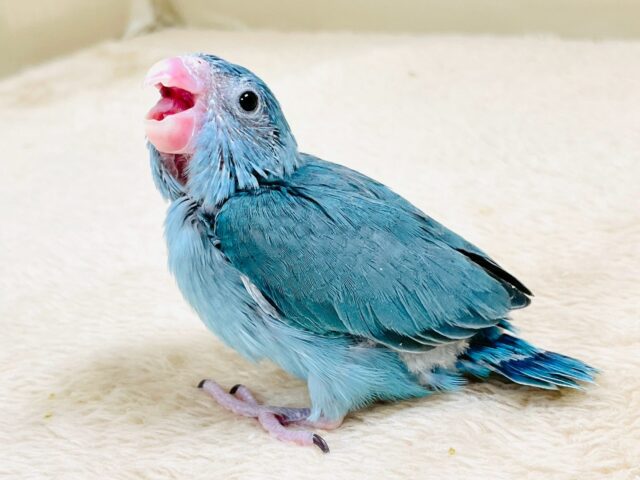 【最新画像】鮮やかブルーに目を奪われる〜👀✨️マメルリハ(ブルー)女の子 マメルリハ