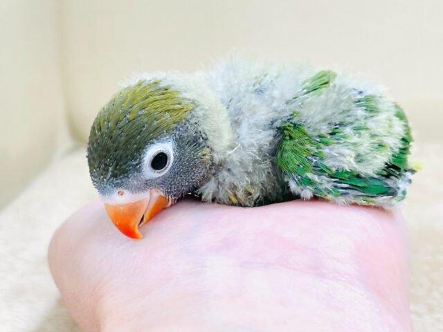 キエリボタンインコ