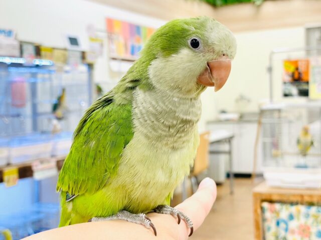 オキナインコ