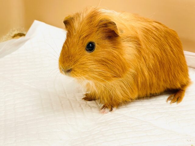 イングリッシュモルモット