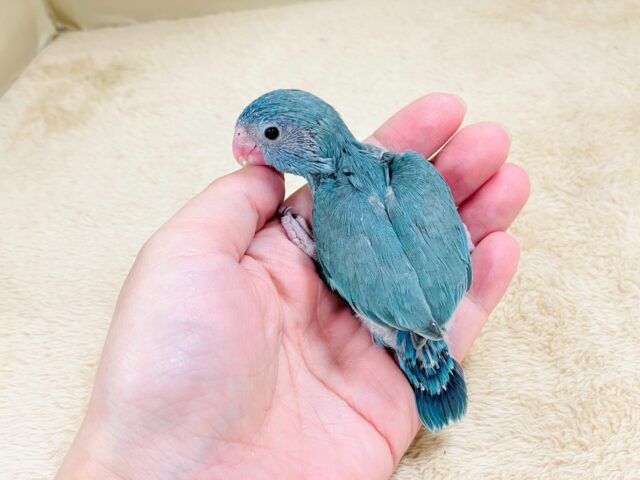 【最新画像】鮮やかブルーに目を奪われる〜👀✨️マメルリハ(ブルー)女の子 マメルリハ