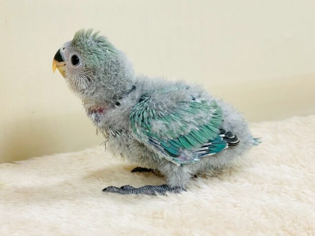 コザクラインコ（小桜インコ）