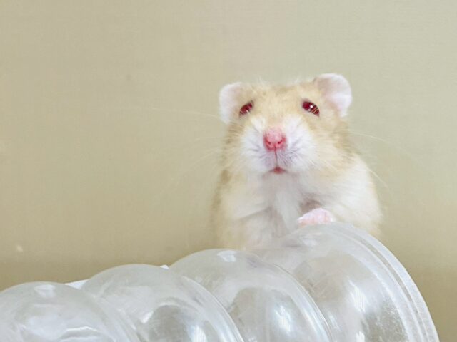 ドワーフハムスターの1種