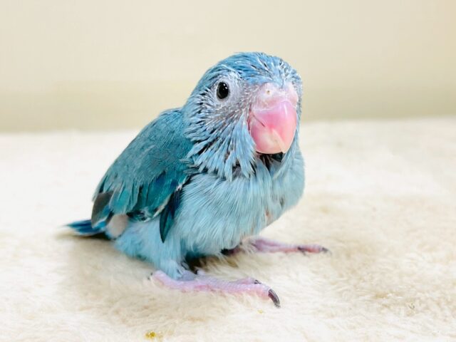 【最新画像】鮮やかブルーに目を奪われる〜👀✨️マメルリハ(ブルー)女の子 マメルリハ