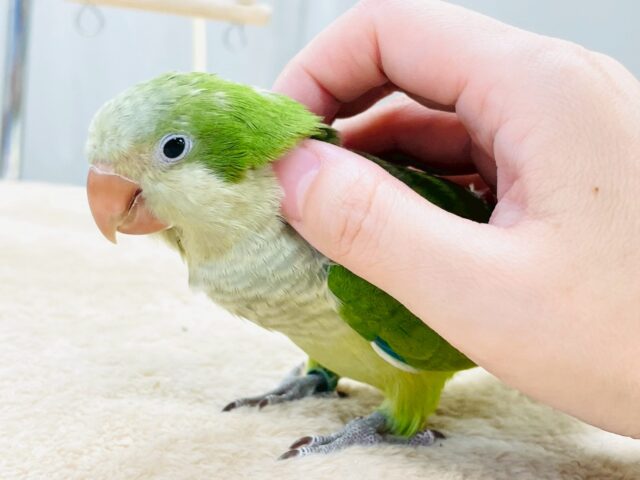 オキナインコ