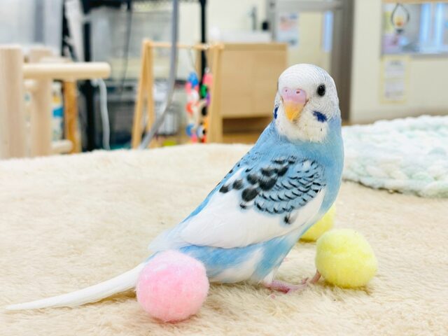 セキセイインコ