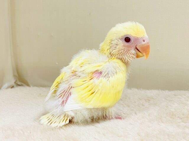 【最新画像🪄︎︎💫ひな餌卒業】赤い瞳とクリームカラーの奇跡のマッチ❣️コザクラインコ(クリームルチノー) コザクラインコ(小桜インコ)