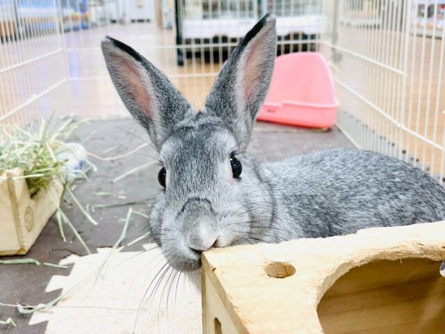 ミニウサギ