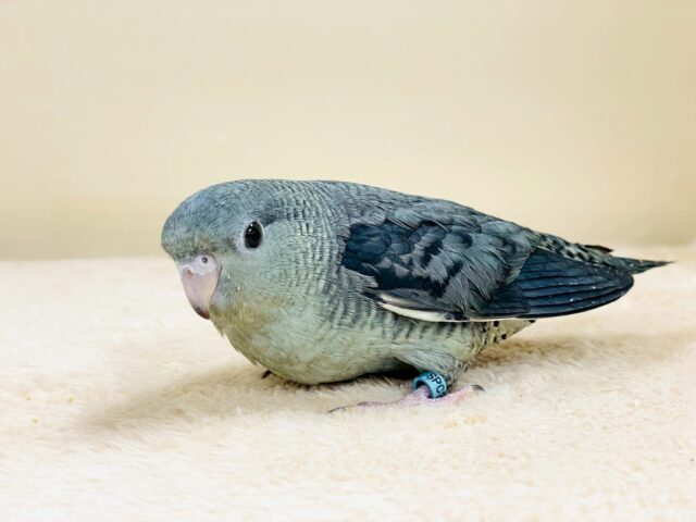 サザナミインコ