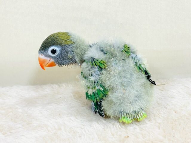 キエリボタンインコ