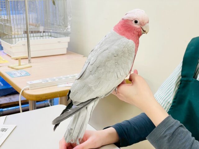 【最新画像更新🪄💫】ピンク色のラブリーボーイ登場🍑✨モモイロインコ(男の子) モモイロインコ
