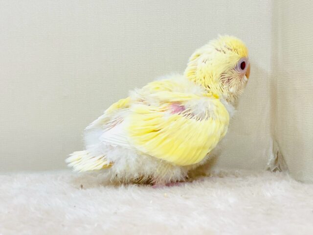 【最新画像🪄︎︎💫ひな餌卒業】赤い瞳とクリームカラーの奇跡のマッチ❣️コザクラインコ(クリームルチノー) コザクラインコ(小桜インコ)