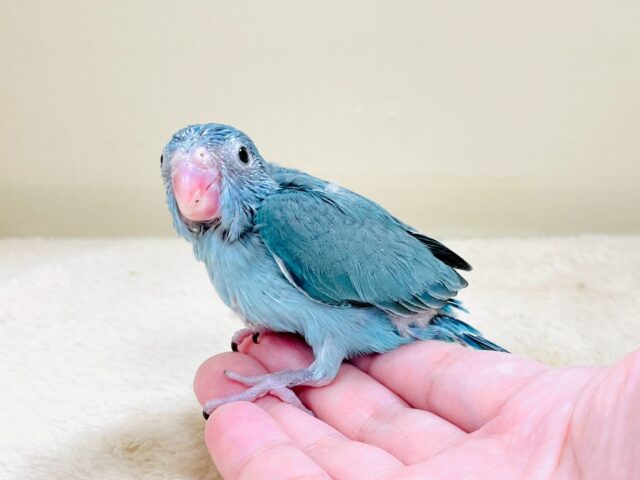 【最新画像】鮮やかブルーに目を奪われる〜👀✨️マメルリハ(ブルー)女の子 マメルリハ