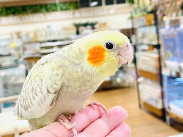 オカメインコ